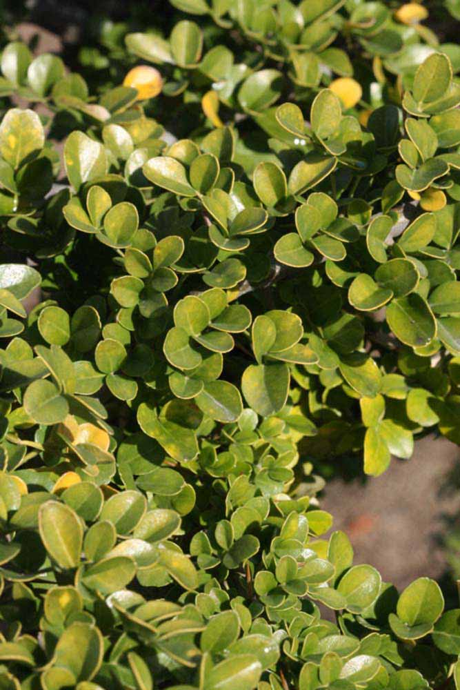            Sun leaves (Riverside, CA)   